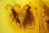 Detailed Fossil Spider, Wasp and Fly in Baltic Amber #128341-2
